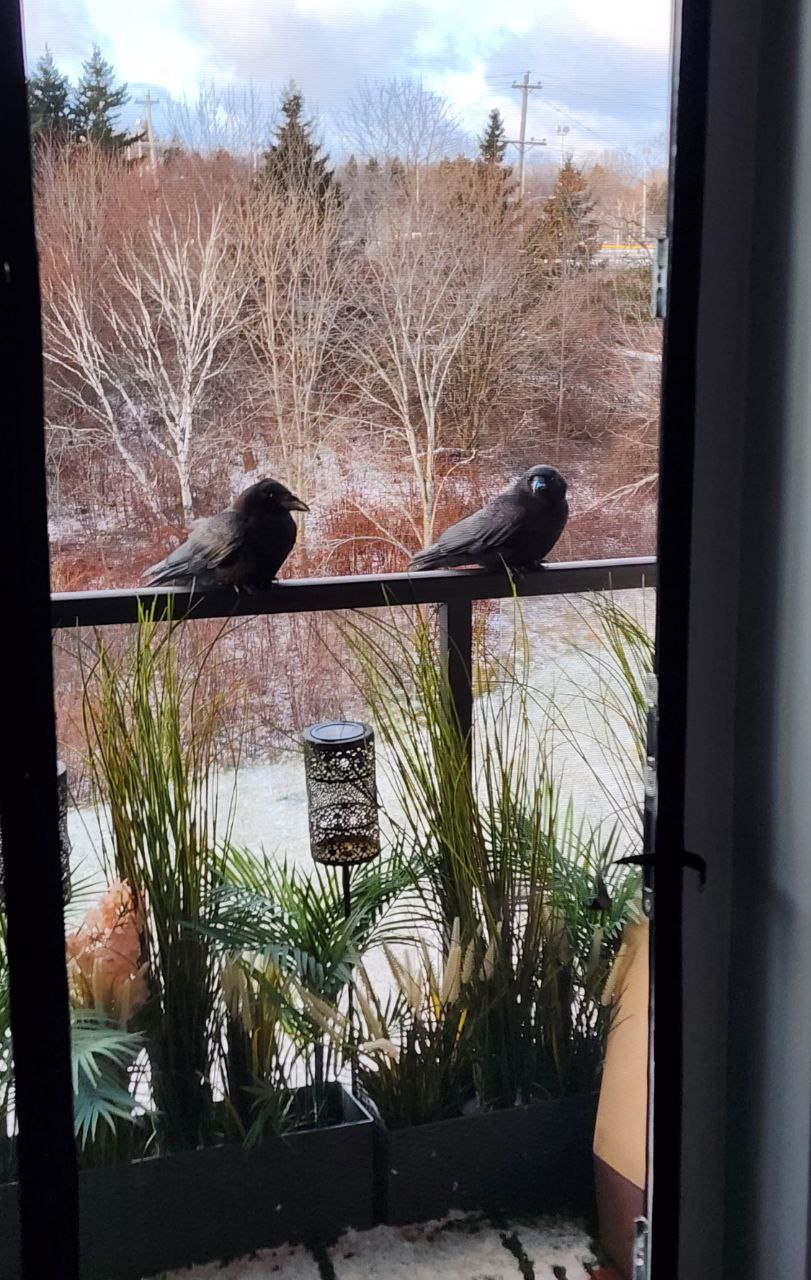 Trained crows demonstrating animal behavior understanding and patience