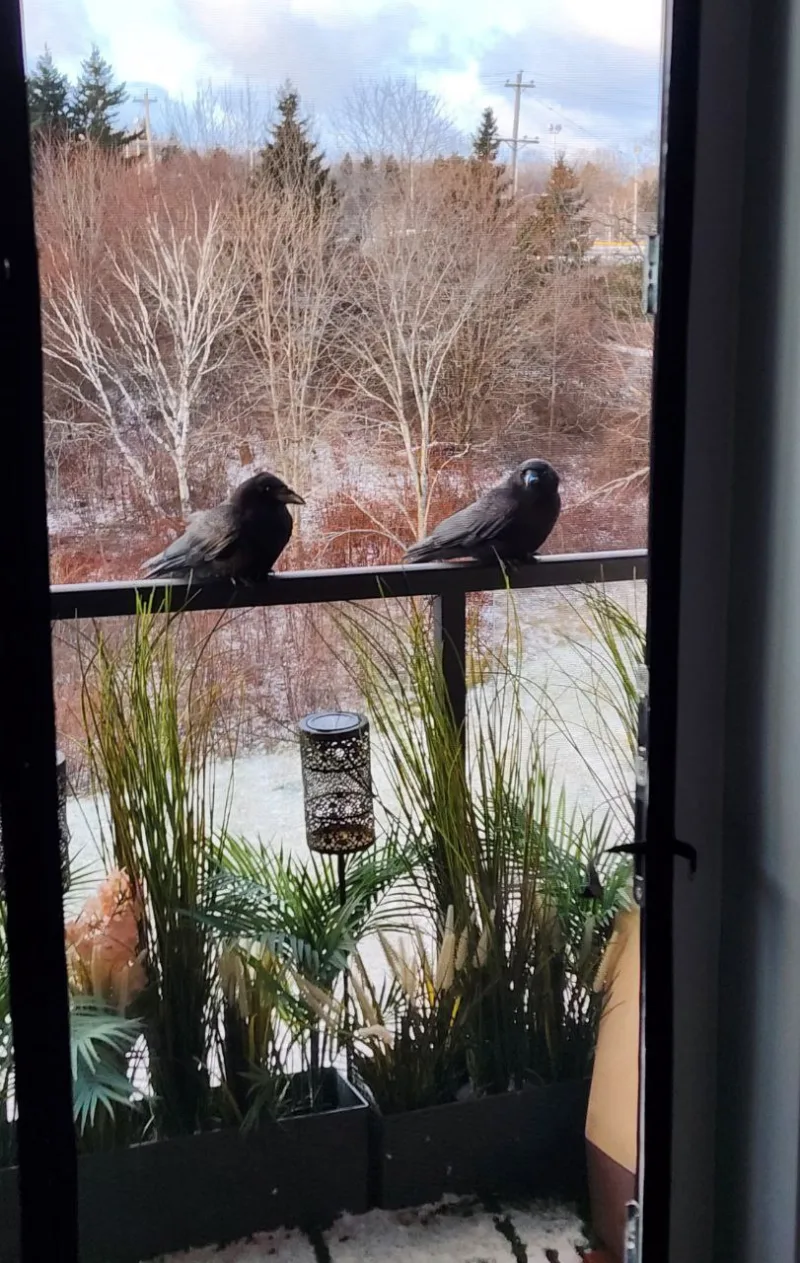 Trained crows demonstrating animal behavior understanding and patience